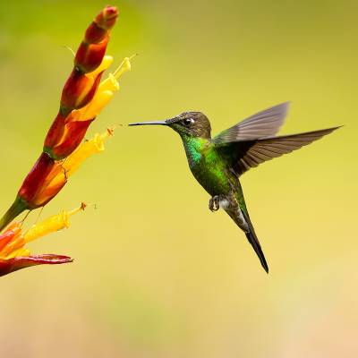 Violet-fronted brilliant