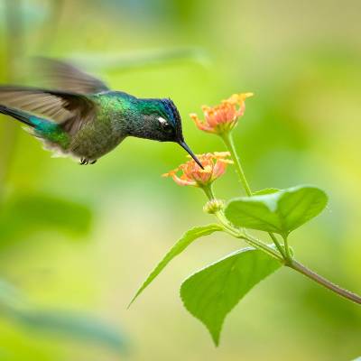 Violet-headed hummingbird