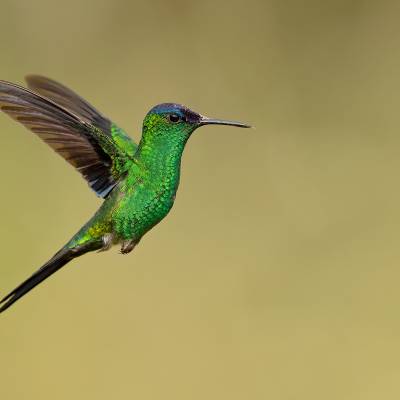 Violet-capped woodnymph