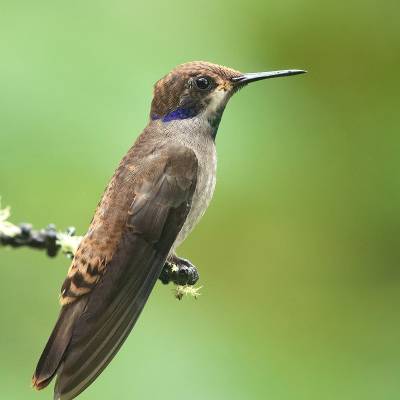 Brown violetear