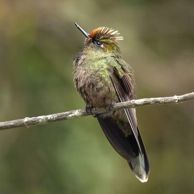 Rainbow-bearded thornbill