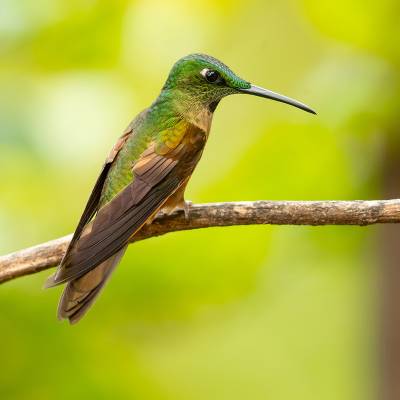 Fawn-breasted brilliant