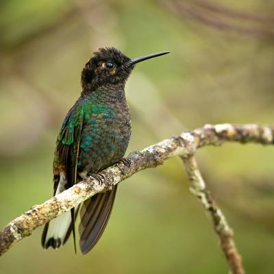 Velvet-purple coronet