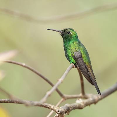 Cuban emerald