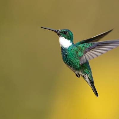 White-throated hummingbird