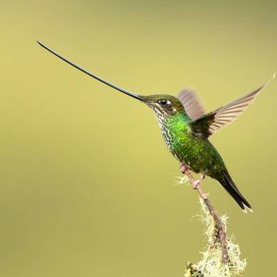 Sword-billed hummingbird