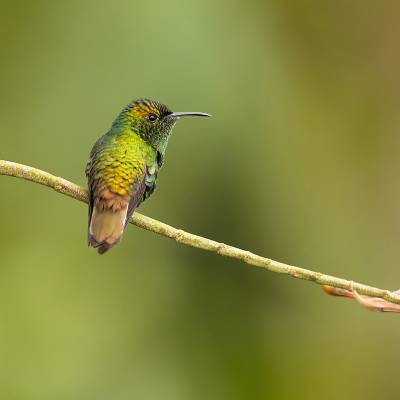 Coppery-headed emerald