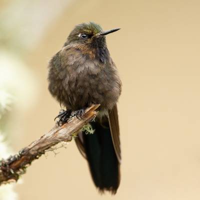 Blue-mantled thornbill