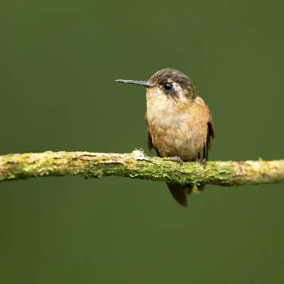 Speckled hummingbird