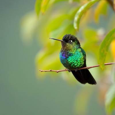 Fiery-throated hummingbird