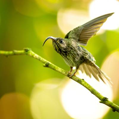 White-tipped sicklebill