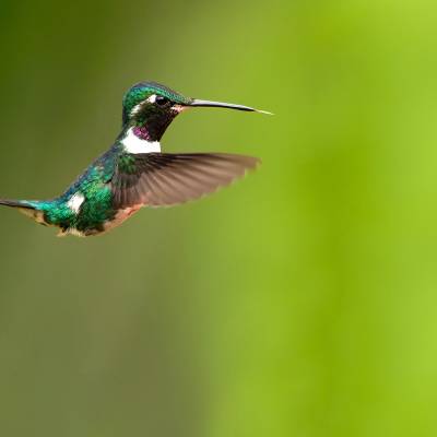 White-bellied woodstar