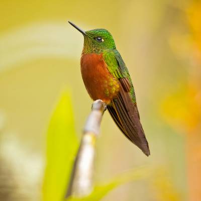 Chestnut-breasted coronet