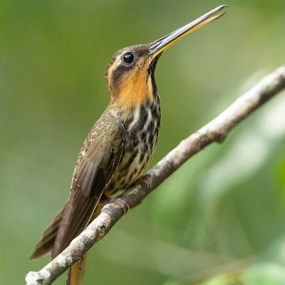 Saw-billed hermit