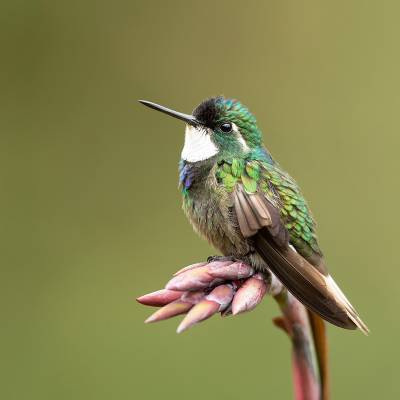 White-throated mountaingem