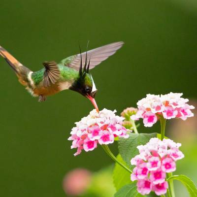 White-crested coquette