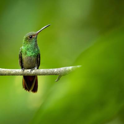 Rufous-tailed hummingbird