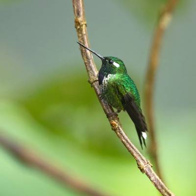 Rufous-vented whitetip