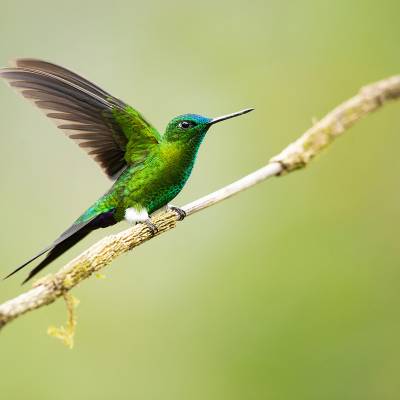 Sapphire-spangled emerald