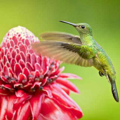 Scaly-breasted hummingbird