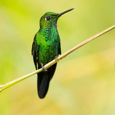 Green-crowned brilliant