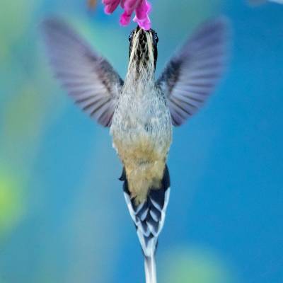 Scale-throated hermit