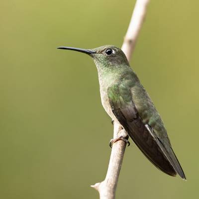 Sombre hummingbird