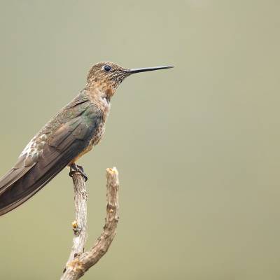 Southern giant hummingbird