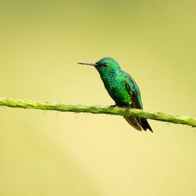 Garden emerald