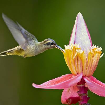 Long-billed hermit