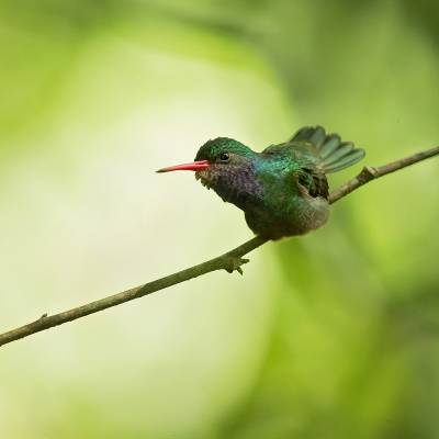 Blue-throated goldentail