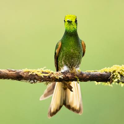 Buff-tailed coronet