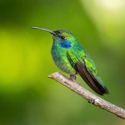 Lesser violetear