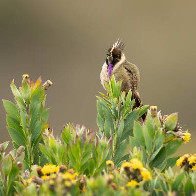 Buffy helmetcrest