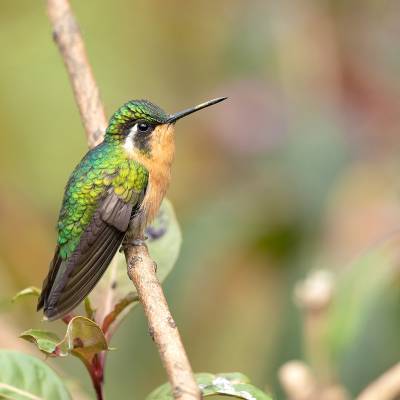 Purple-throated mountaingem