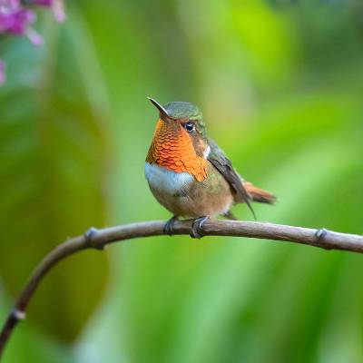 Scintillant hummingbird