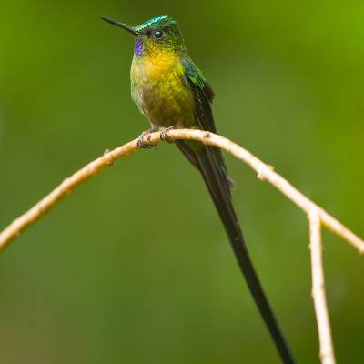 Violet-tailed sylph