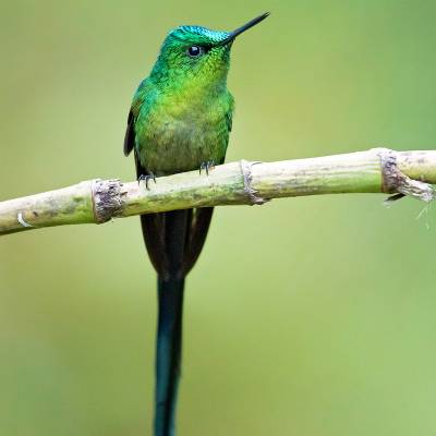 Long-tailed sylph