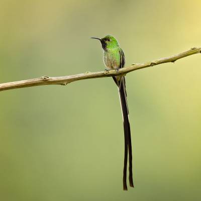 Black-tailed trainbearer