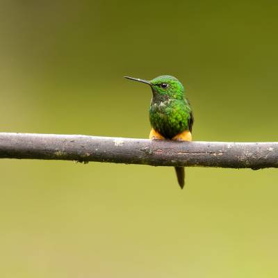 White-booted racket-tail