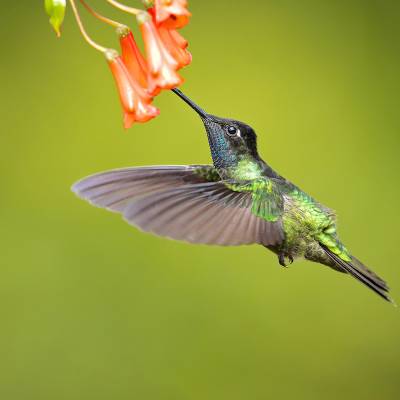 Talamanca hummingbird