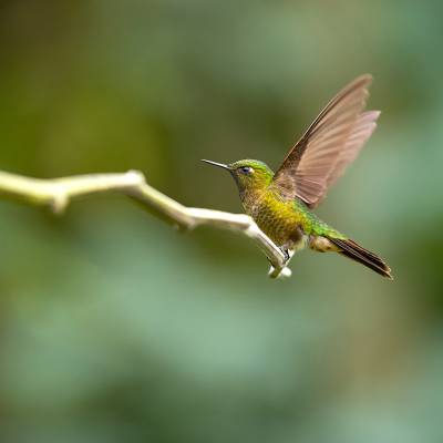 Tyrian metaltail