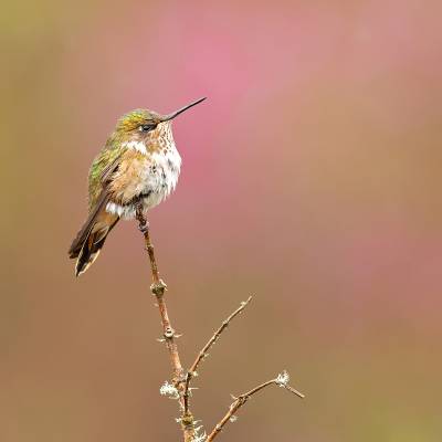 Volcano hummingbird