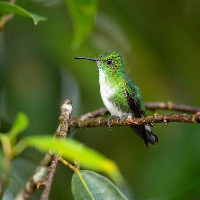 White-tailed emerald