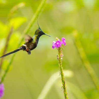 Wire-crested thorntail