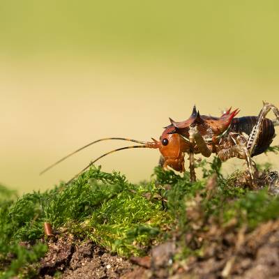 Armoured katydid