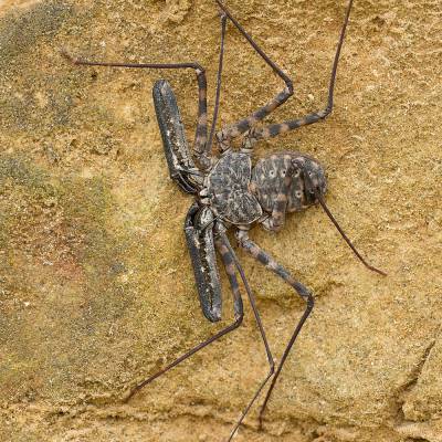 Common whipspider