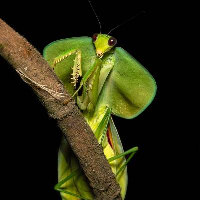 Peruvian shield mantis