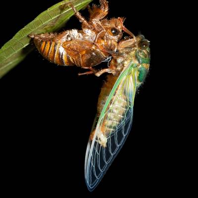 Cicada