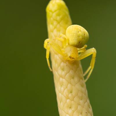 Crab spider